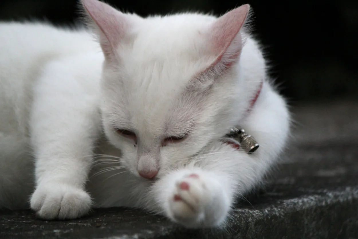Kot rosyjski biały - opis rasy