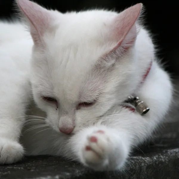 Kot rosyjski biały - opis rasy