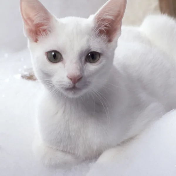 Kot rosyjski biały - pielęgnacja