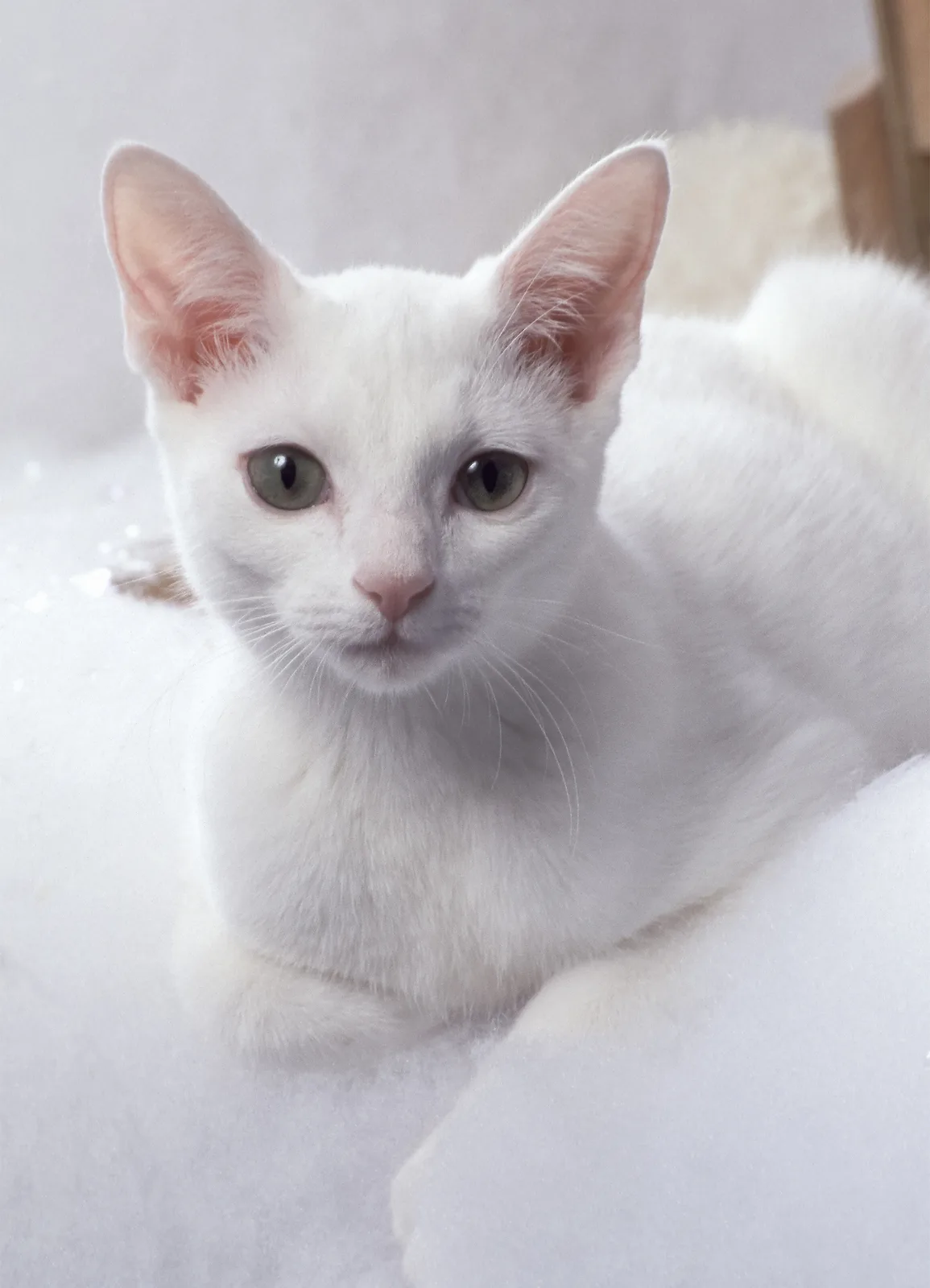 Kot rosyjski biały - pielęgnacja
