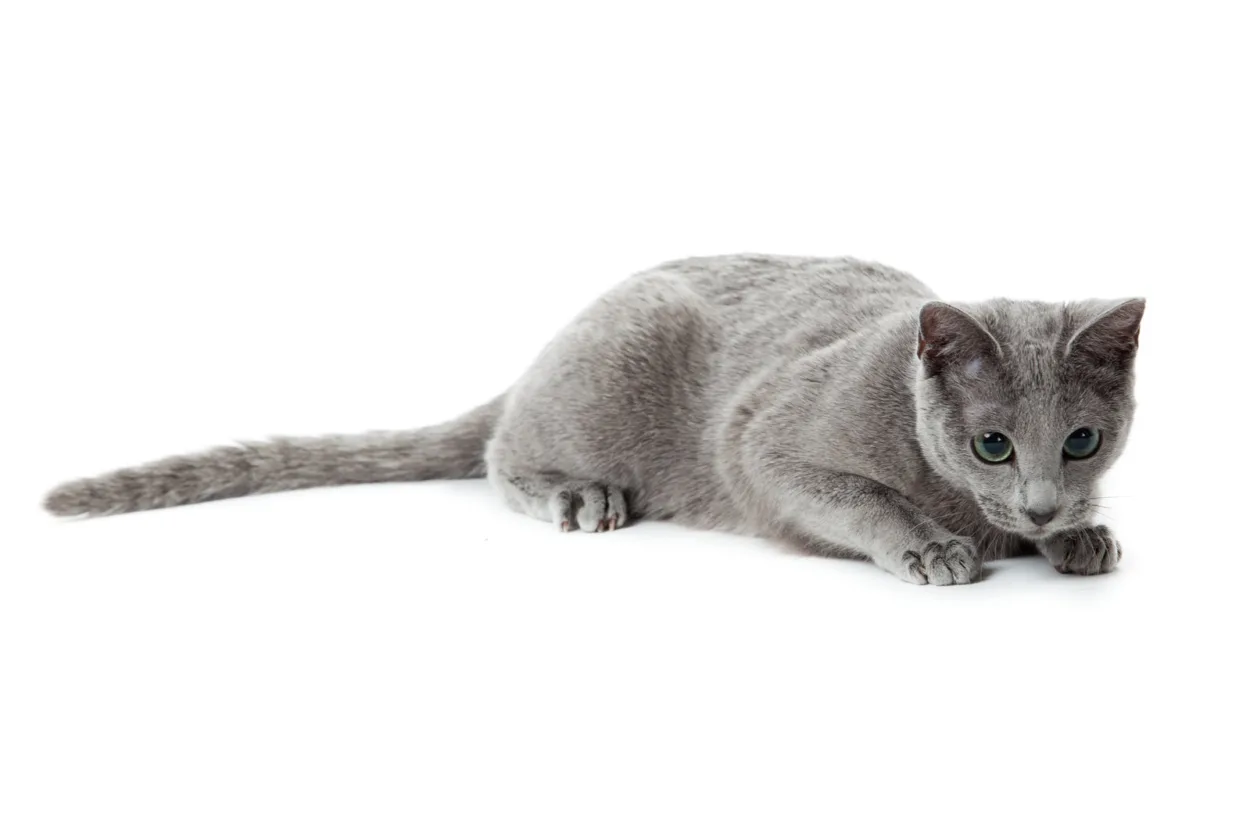 Ile kosztuje utrzymanie kota rosyjski niebieski