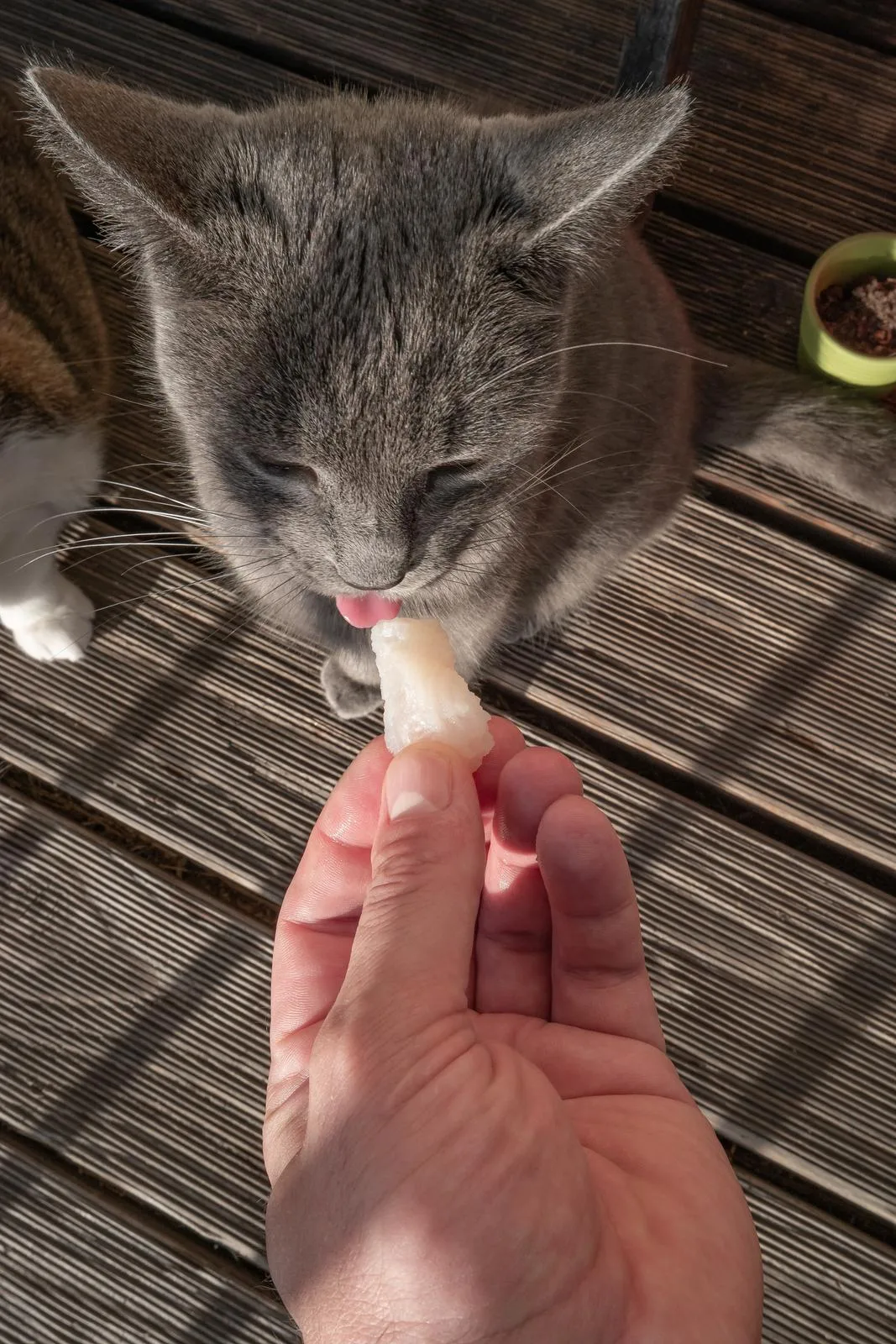 Co mogą jeść koty rosyjskie?