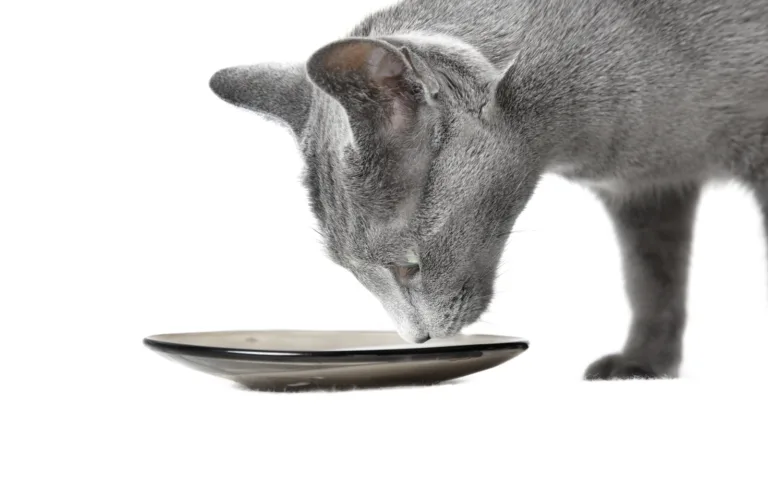 Czego nie mogą jeść koty rosyjskie