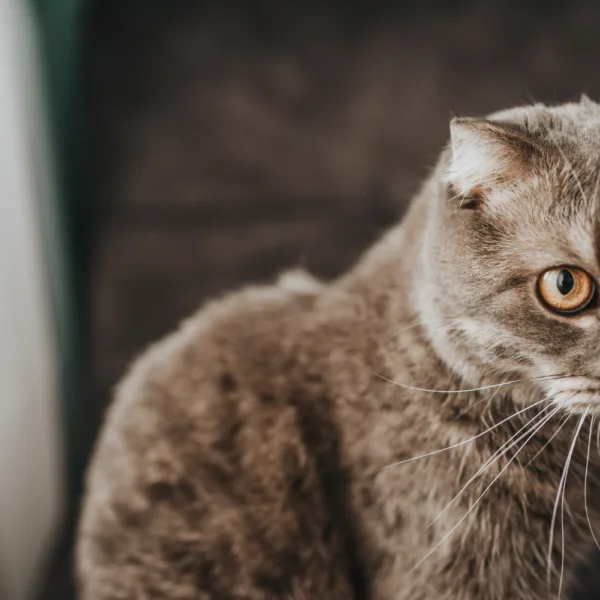 Historia rasy kotów rosyjskich długowłosych